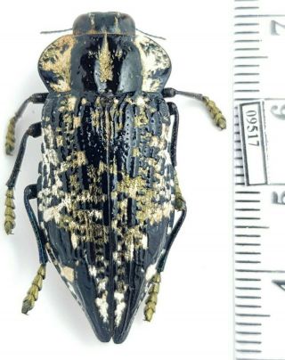 Buprestidae Polybothris Lelieurii Madagascar (with Gps - Data) Big Specimen