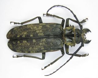 Acanthophorus Maculatus Male 77mm (cerambycidae)