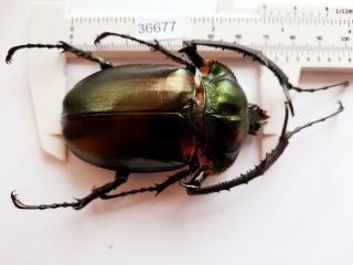 B36677 - Dynastidae: Cheirotonus Jansoni Ps.  Beetles Cao Bang Vietnam 69mm