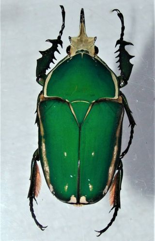 Mecynorrhina torquata,  male A 68 mm 3