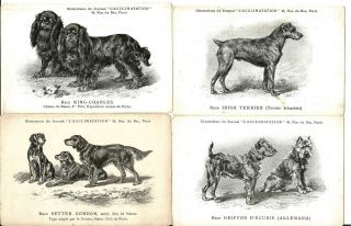 4 Postcards 1900s.  Dogs,  King - Charles;irish Terrier;setter Gordon And Griffon.