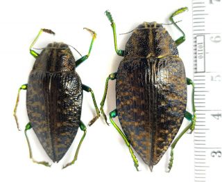 Buprestidae Polybothris Navicularis Pair Madagascar (with Gps - Data)