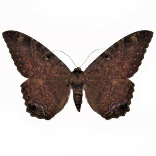 Ascalapha Odorata One Real Black Witch Moth Unmounted Wings Closed Texas Usa