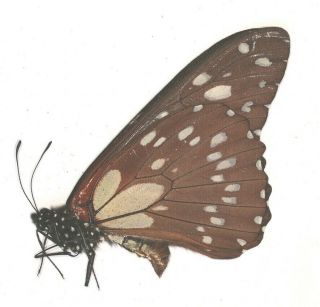 Papilionidae Papilio rex mimeticus BIG ORANGE MARK RARE from Uganda 2
