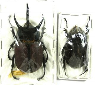Beetles,  (02363),  Dynastidae,  Beckius Beccarii Koletta,  Pair Arfak