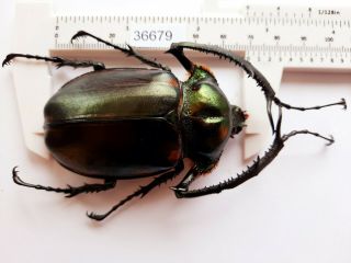 B36679 - Dynastidae: Cheirotonus Jansoni Ps.  Beetles Cao Bang Vietnam 69mm