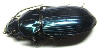 004 Pa : Carabidae Species? 22.  5mm