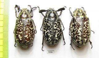 Melolonthinae,  Polyphylla Fullo,  Pair,  S.  Russia