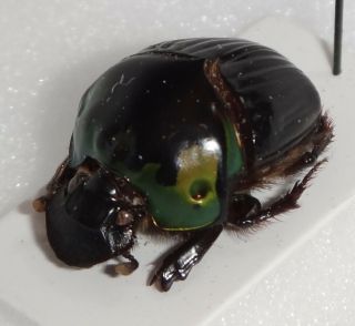 Scarabaeidae Oxysternon Macleayi Brazil 13 Dung Beetle Heliocopris Canthon