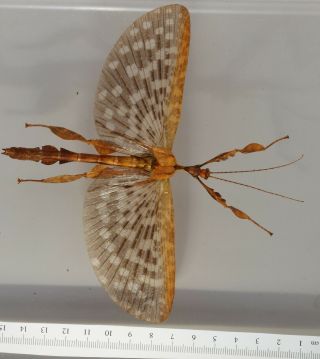 Phasmidae.  Extatosoma Tiaratum Male Spread Wings " Freeze Dried "