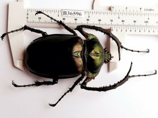 B36596 - Dynastidae: Cheirotonus Jansoni Ps.  Beetles Cao Bang Vietnam 71mm