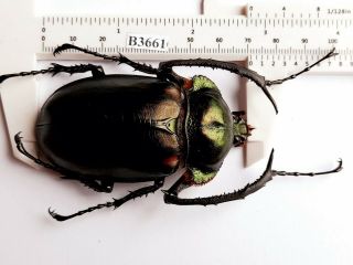 B36610 - Dynastidae: Cheirotonus Jansoni Ps.  Beetles Cao Bang Vietnam 71mm