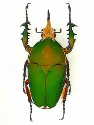 Mecynorrhina Torquata Male Huge Xxl 83mm,  Cetonidae Cameroon