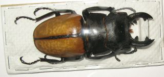 Odontolabis Castelnaudi Castelnaudi Male 82mm (lucanidae)