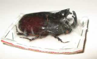 Trichogomphus Robustus Male 42mm (dynastinae)