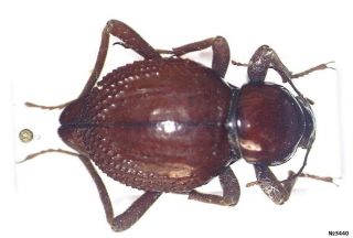 Coleoptera Tenebrionidae Psammodes Sp.  Namibia 29mm.