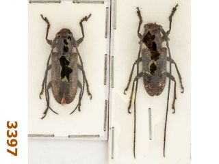 Cerambycidae: Lamiinae Sp.  M A1 22 Mm,  A2 22 Mm,  1 Pair