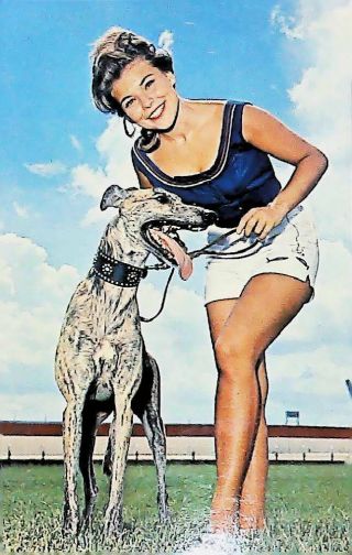Daytona Beach Kennel Club Vintage Post Card (posted 1968) Chrome Greyhound Dog