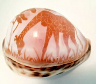 Vintage Seashell Crafts Jiraffe Shell Tiger Cowrie Cypraea Tigris Hand Carved