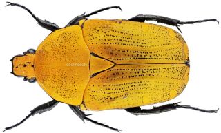 Insect - Cetonidae Euchroea Benezechi - Madagascar - Male 27mm.