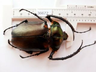 B36672 - Dynastidae: Cheirotonus Jansoni Ps.  Beetles Cao Bang Vietnam 70mm