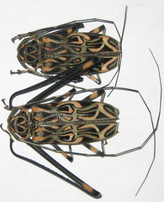 Cerambycidae Acrocinus Longimanus Pair A1 Male 61mm (peru)