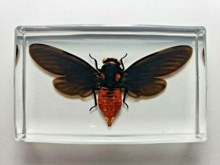 Huechys Sanguinea Cicada.  Real Insect Immortalized In Clear Casting Resin.