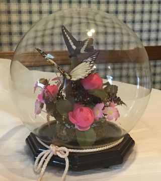 Vintage Real Butterflies Floral Glass Ball Dome Wood Base Taxidermy Butterfly