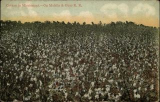 Cotton In Mississippi M&orr Mobile & Ohio Railroad C1910 Advertising Postcard