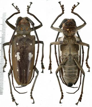 Batocera Thomsonii - Cerambycidae 50mm From Siberut Island,  Mentawai,  Indonesia
