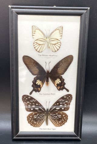 Rare Real 3 Butterfly Insect Display Taxidermy In Wood Frame Collectible Gift