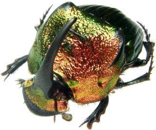 Insect - Scarabaeidae Phanaeus Mexicanus - Mexico - X - Large Pair 24mm,  / -.