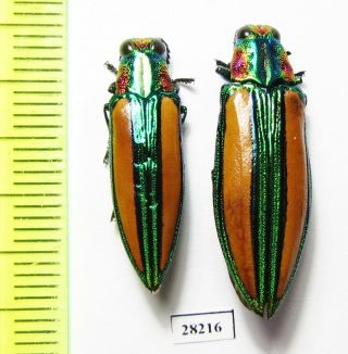 Buprestidae,  Chrysochroa Lepida,  Pair,  Tanzania