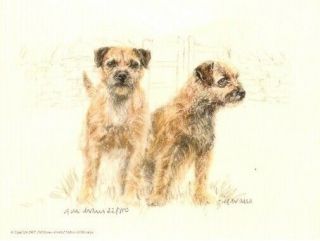 Border Terrier Limited Edition Print By Uk Artist Gill Evans We 
