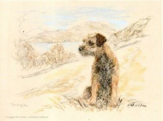 Border Terrier Limited Edition Art Print By Uk Artist Gill Evans Coast Guard