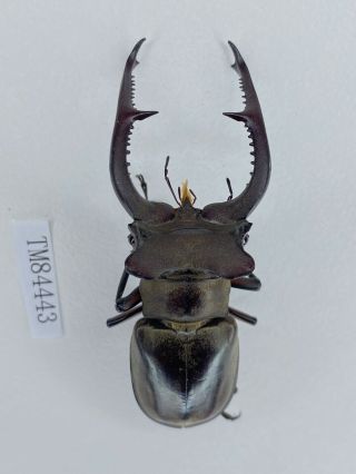 Tm84443 Lucanidae Lucanus Kraatzi Kraatzi 59mm Guizhou