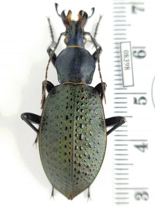 Carabidae Carabus (coptolabrus) Formosus Nili China,  Shaanxi Paratype Female