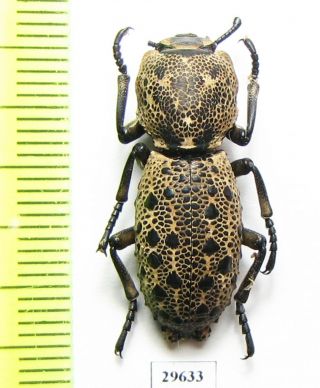Zopheridae,  Zopherus Sp. ,  Mexico