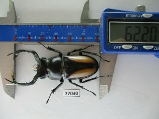 77030 Lucanidae: Rhaetulus Crenatus.  Vietnam North.  62mm