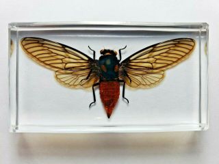 Huechys Tonkinensis Cicada.  Real Insect Immortalized In Clear Casting Resin.