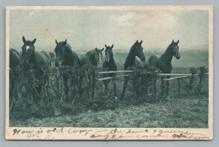 Horse Ranch Postcard German - American Novelty Series Udb Campville Ct