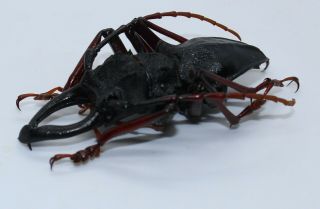 Cerambycidae,  Prioninae,  Prionacalus Cacicus Male Xxxl Specimen