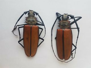 Callipogon Enoplocerus Armillatus Large Pair M - 8.  9cmm F - 9.  2cm Cerambycidae Peru