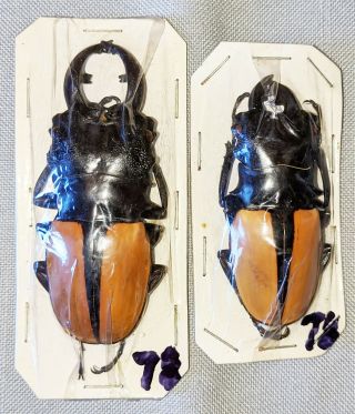 Beetle - Odontolabis Ludekingi 2 Males 71 And 58mm,  - From Sumatra