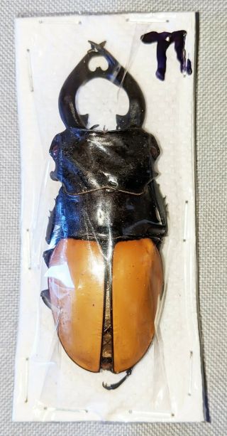 Beetle - Odontolabis Mouhoti Elegans Male 72mm,  - From Thailand