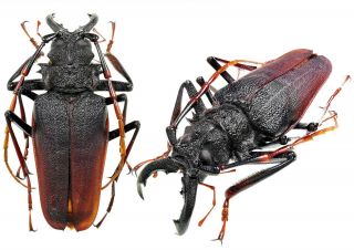 Insect Beetles Prioninae Psalidognathus Antonkozlovi 76 Mm Peru