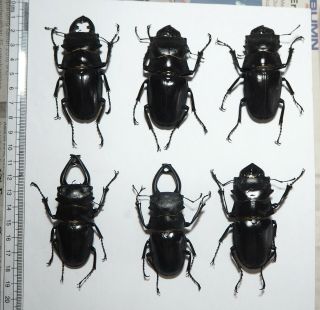Lucanidae.  6 X Odontolabis Sp,  70mm.  Palu