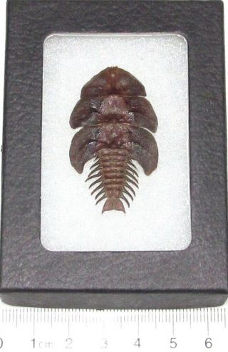 Platerodrilus Dulticola Real Framed Trilobite Beetle Indonesia