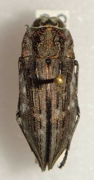 Ectinogonia Roitmani 18.  8mm Chile Bp33 Buprestid Insect Jewel Beetle Calodema