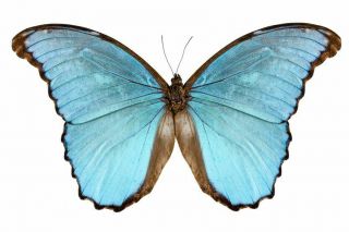 Blue Morpho Butterfly Morpho Menelaus Alexandrovna Male Folded Fast From Usa